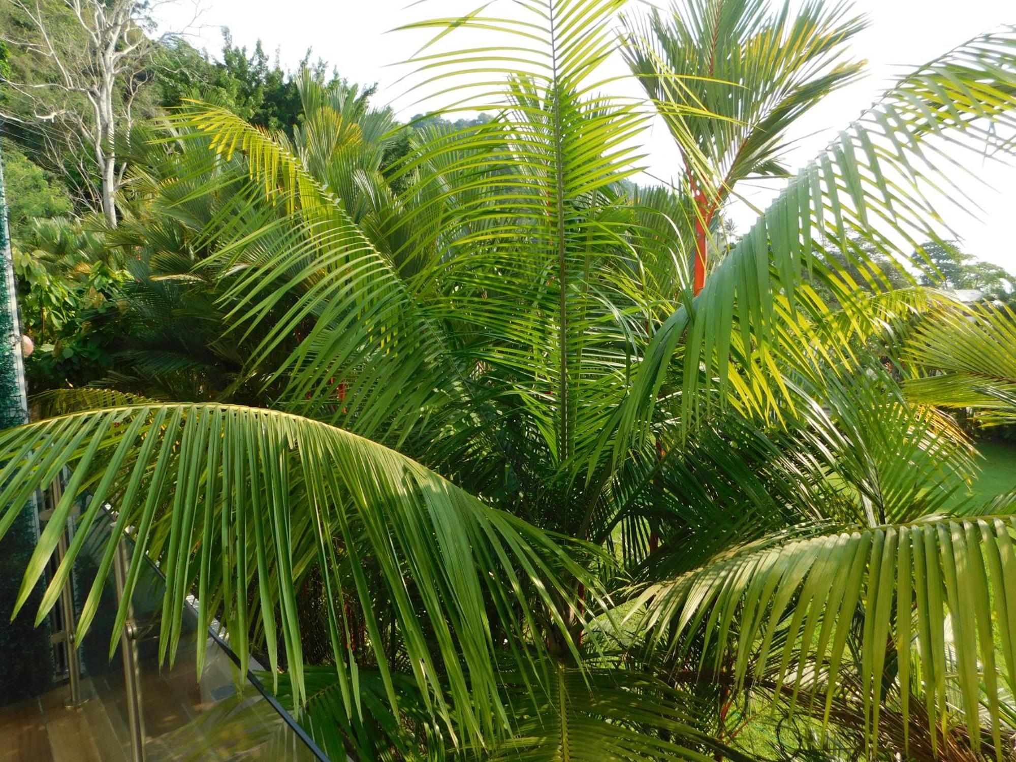 Sunset 205, Sleeps Six, Next Door To The Pool, 100m To The Beach! Appartement Jacó