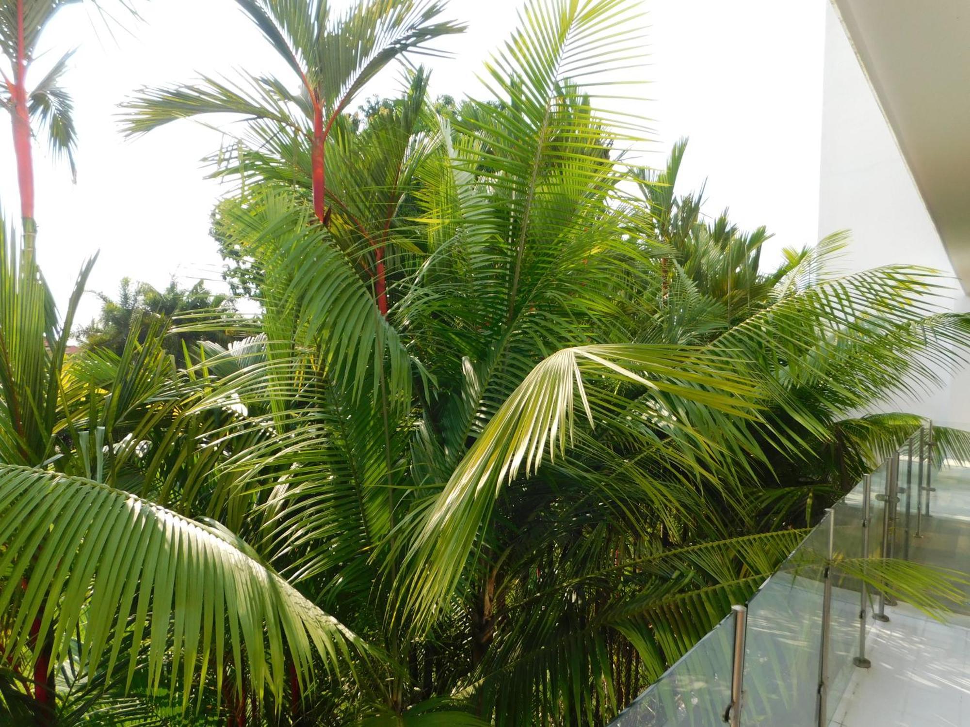 Appartement Sunset 205, Sleeps Six, Next Door To The Pool, 100m To The Beach! Jacó